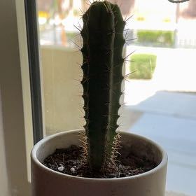 Photo of the plant species Bolivian Torch Cactus by @SteadyPurei55 named BT on Greg, the plant care app