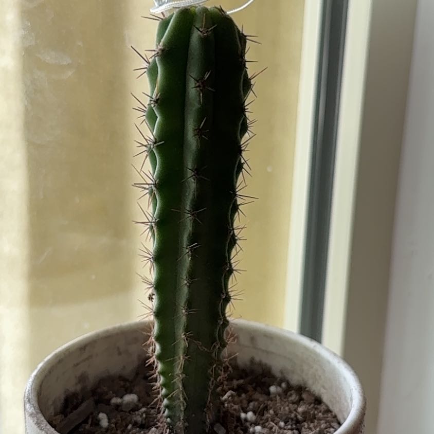 Photo of the plant species Bolivian Torch Cactus by @SteadyPurei55 named Barnum on Greg, the plant care app