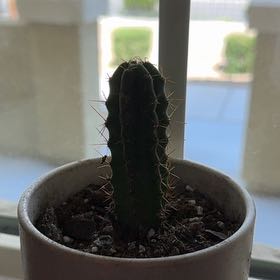 Photo of the plant species Bolivian Torch Cactus by @SteadyPurei55 named Charlie on Greg, the plant care app