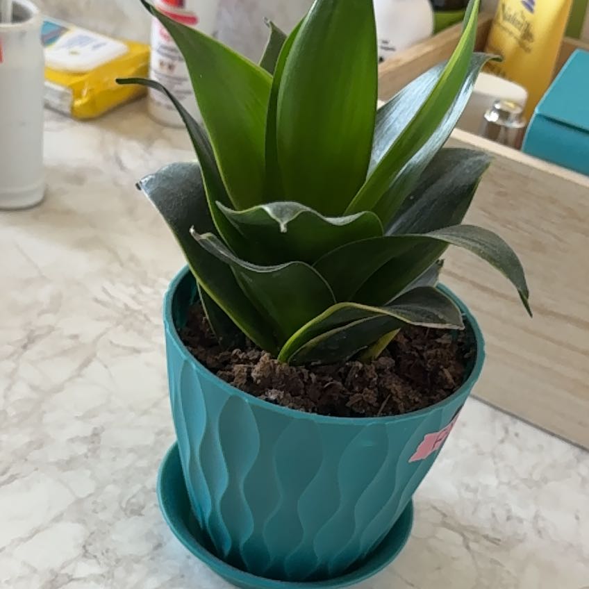 Photo of the plant species Snake Plant by @ZarfApple54 named Aria on Greg, the plant care app