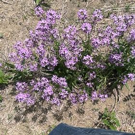 Photo of the plant species Verbena canadensis by @StaunchPecan36 named Walt on Greg, the plant care app