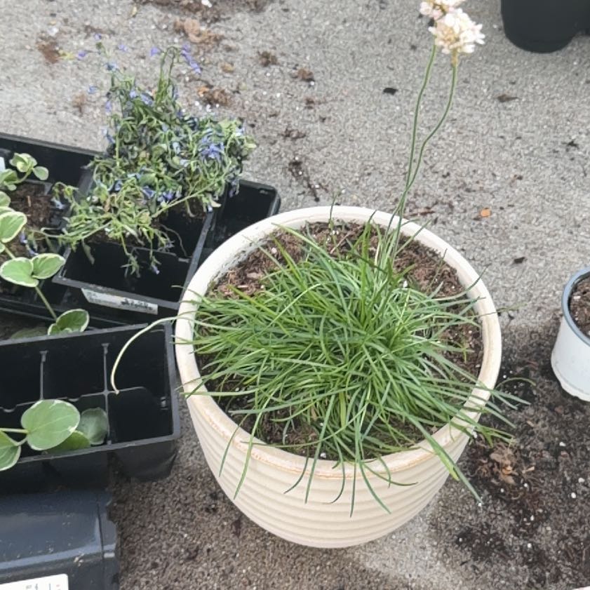 Photo of the plant species Siberian Sea Thrift by @WhollyTievine83 named Marilyn on Greg, the plant care app