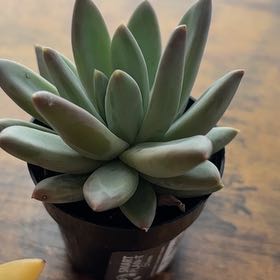 Photo of the plant species Pachyveria Little Jewel by @BentonPothos61 named Plato on Greg, the plant care app