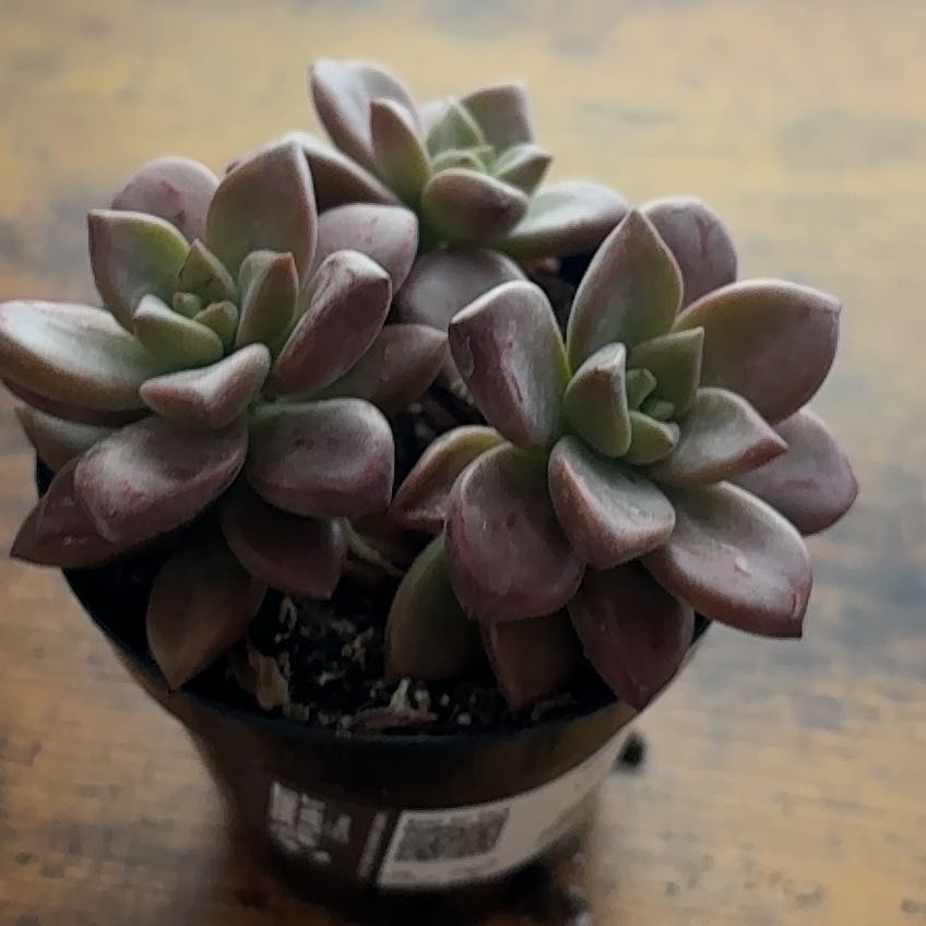 Photo of the plant species Graptosedum 'Vera Higgins' by @BentonPothos61 named Sol on Greg, the plant care app