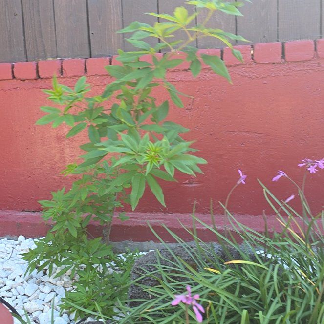 Photo of the plant species Vitex Agnus-Castus by @PrizeHardpine48 named Marilyn on Greg, the plant care app