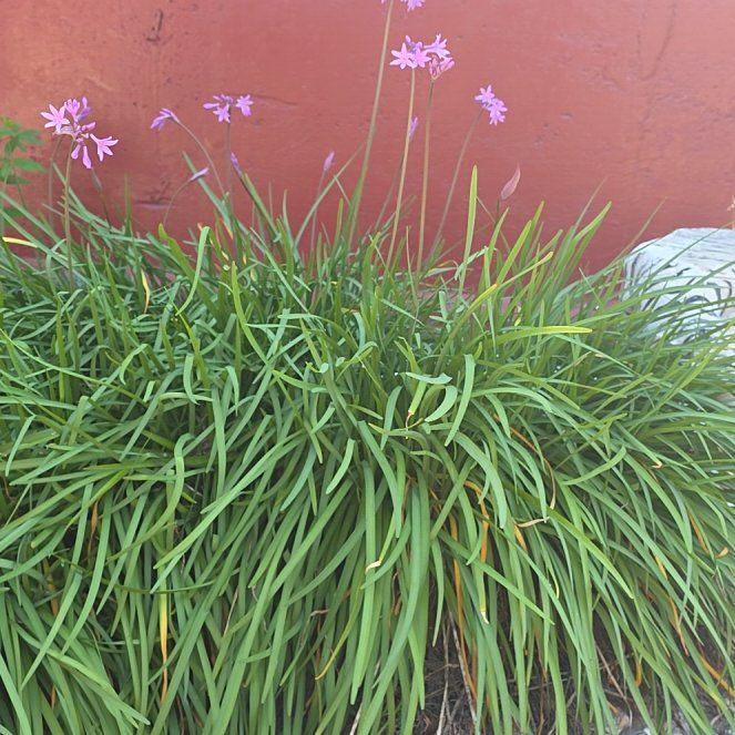 Photo of the plant species Society Garlic by @PrizeHardpine48 named Gobi on Greg, the plant care app