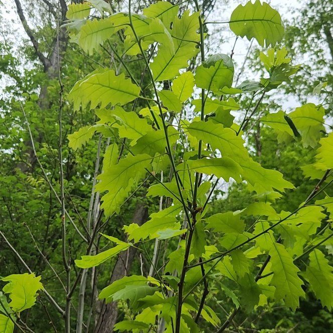 Photo of the plant species Chinkapin Oak by @AmusingPecan87 named Elle on Greg, the plant care app