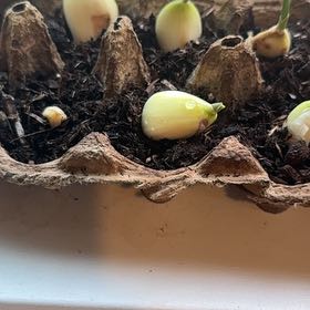 Photo of the plant species Garlic by @KineticBaibua87 named Garlic is on Greg, the plant care app