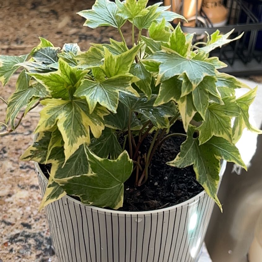 Photo of the plant species Yellow Ripple Ivy by @HumbleRuby26 named Harper on Greg, the plant care app
