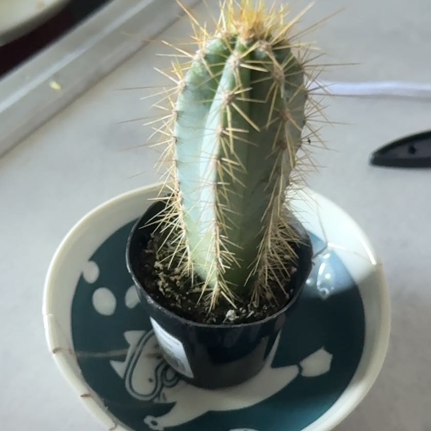 Photo of the plant species Pilosocereus Azureus by @PoisedTukauki44 named cici on Greg, the plant care app