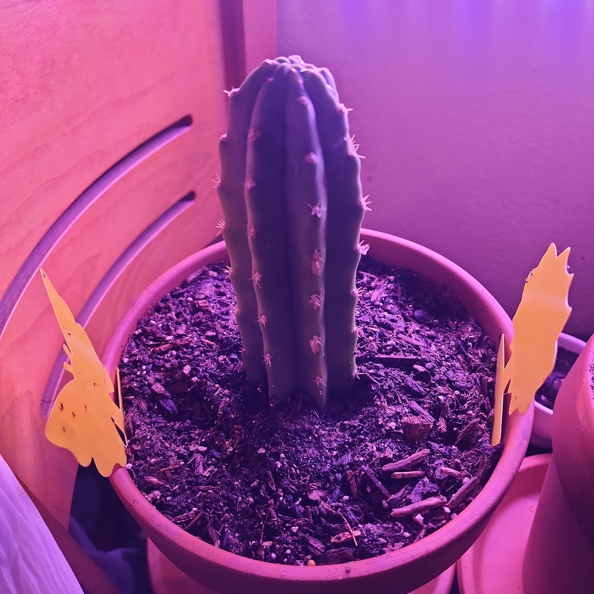 Photo of the plant species San Pedro Cactus by @StupendousMiro named Gordo on Greg, the plant care app