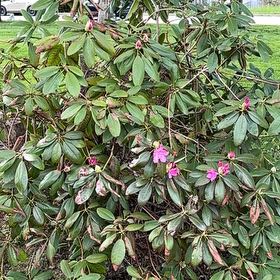 Photo of the plant species Catawba Rhododendron by @RadHopsage17 named Rhodaya on Greg, the plant care app