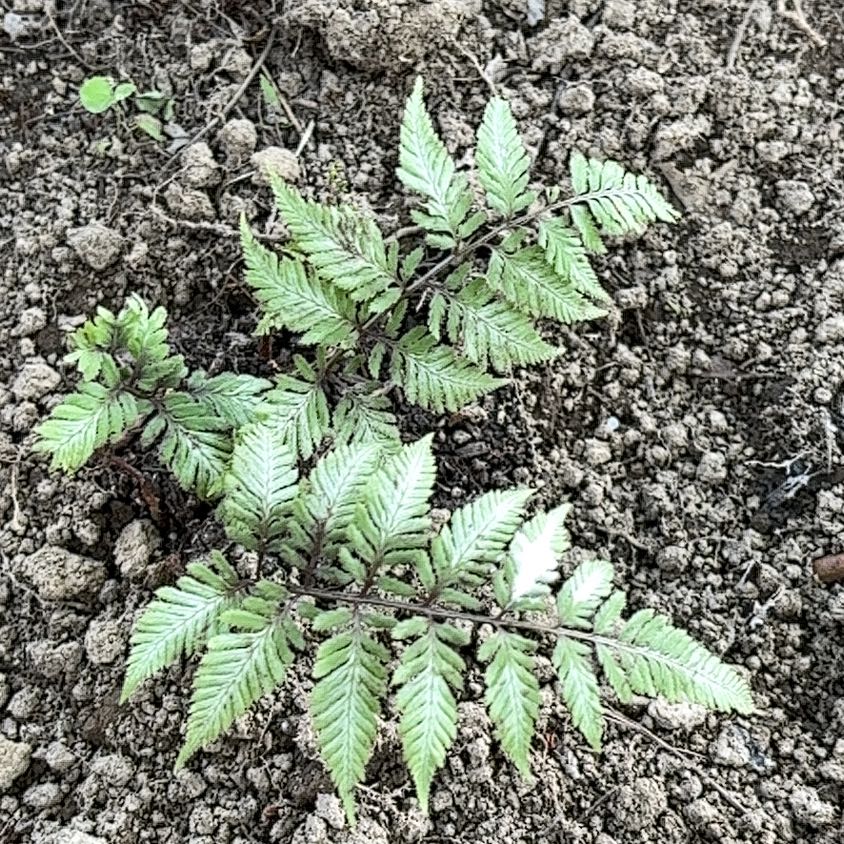 Photo of the plant species Japanese Painted Fern by @RadHopsage17 named Ferdinand on Greg, the plant care app
