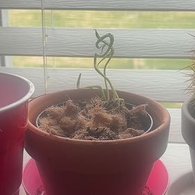 Photo of the plant species Pitcher Plant by @RichFuscia96 named Dropper on Greg, the plant care app