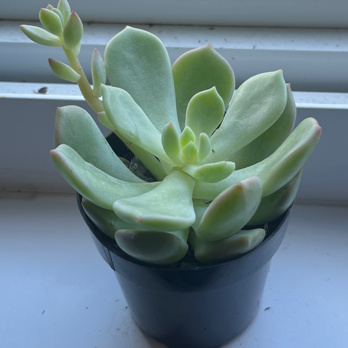 Photo of the plant species Graptoveria Moonglow by @PlantQueen3 named Moon glow on Greg, the plant care app