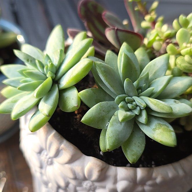 Photo of the plant species Sedeveria 'Harry Butterfield' by @ExactCorrea11 named Harry on Greg, the plant care app