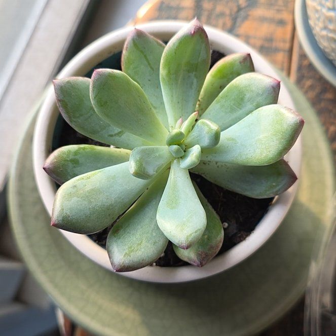 Photo of the plant species Pachyveria 'Blue Jasper' by @ExactCorrea11 named Leonardo on Greg, the plant care app