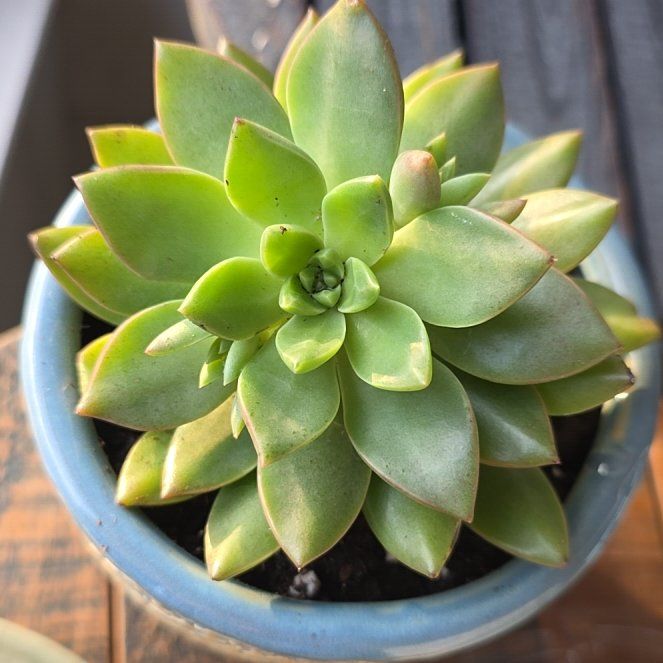 Photo of the plant species Tacisedum 'Spring Glow' by @ExactCorrea11 named Elise on Greg, the plant care app