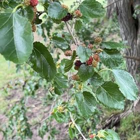 Photo of the plant species Black Mulberry by @SmileyHoya named Beyonce on Greg, the plant care app