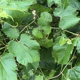 Photo of the plant species Frost Grape by @SmileyHoya named Homer on Greg, the plant care app