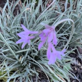 Photo of the plant species Society Garlic by @GrandBaibua78 named Spike Leaves on Greg, the plant care app
