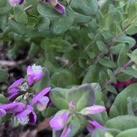 Photo of the plant species Sweet Pea Bush by @GrandBaibua78 named Walt on Greg, the plant care app