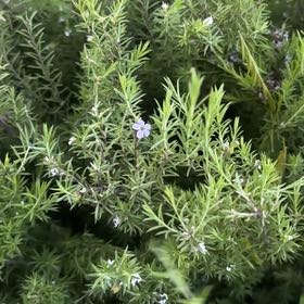 Photo of the plant species Cape May by @GrandBaibua78 named Oscar on Greg, the plant care app