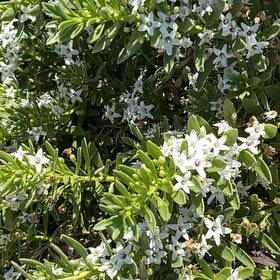 Photo of the plant species Salt Heliotrope by @GrandBaibua78 named Sage on Greg, the plant care app