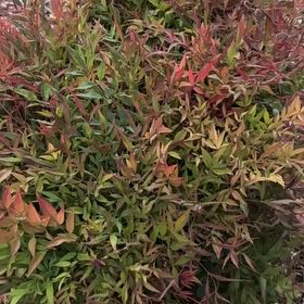 Photo of the plant species Sacred Bamboo by @GrandBaibua78 named Luna on Greg, the plant care app