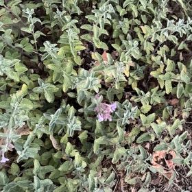 Photo of the plant species Horse Mint by @GrandBaibua78 named Navajo on Greg, the plant care app