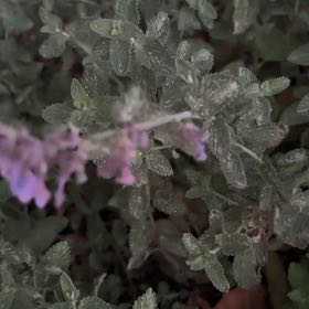 Photo of the plant species Wall Germander by @GrandBaibua78 named Forrest on Greg, the plant care app