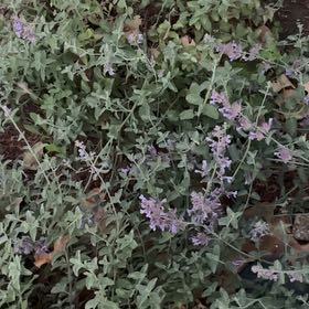 Photo of the plant species Tree Germander by @GrandBaibua78 named Doja Cat on Greg, the plant care app