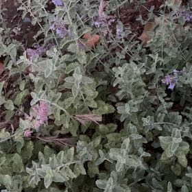 Photo of the plant species Trailing Dusty Miller by @GrandBaibua78 named Taylor Swift on Greg, the plant care app