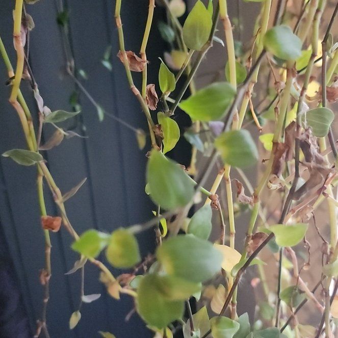 Photo of the plant species Large-Leaved Muehlenbeckia by @TidyTrextoes98 named Sanders on Greg, the plant care app