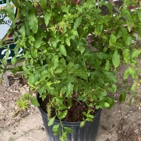 Photo of the plant species Blue Plumbago by @VipAnise53 named Anne on Greg, the plant care app