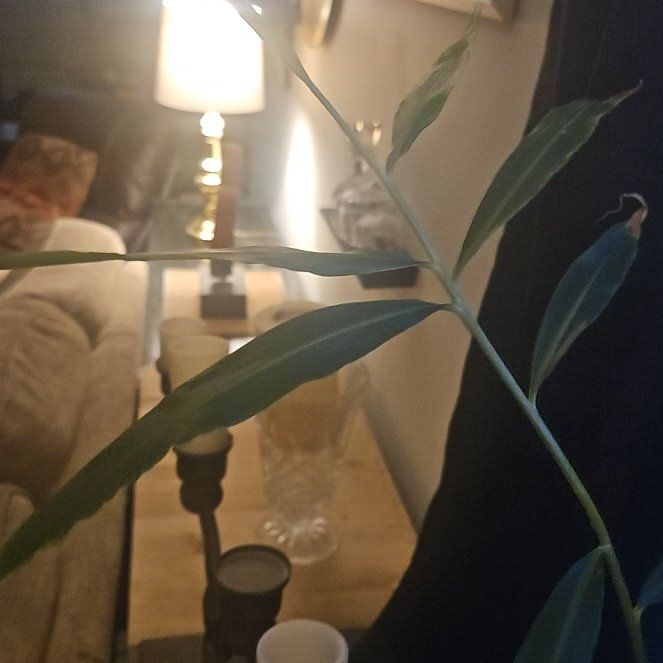 Photo of the plant species Butterfly Ginger by @SincereKoa21 named Rihanna on Greg, the plant care app
