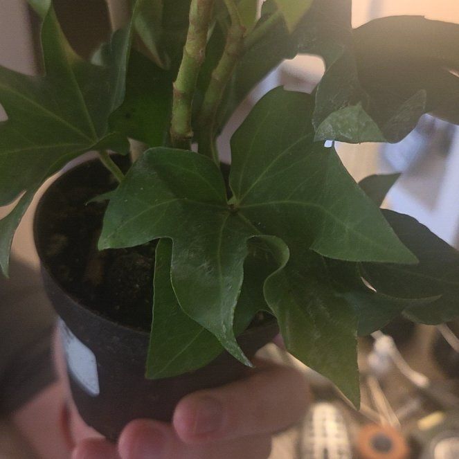 Photo of the plant species Fatshedera hybrid by @LucidTule7 named Orwell on Greg, the plant care app