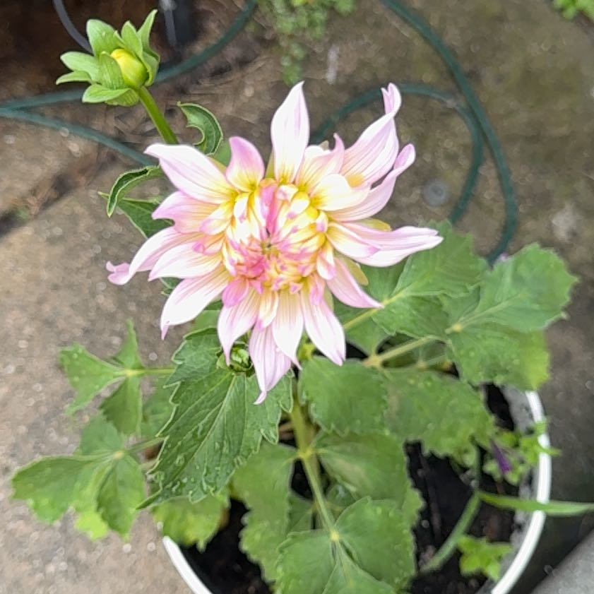 Photo of the plant species Garden Dahlia by @CosmicCardoon named Plato on Greg, the plant care app