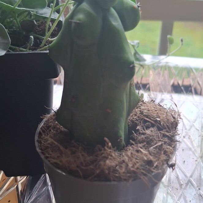 Photo of the plant species Boobie Cactus by @IdkWhatIDoin named Kesha on Greg, the plant care app