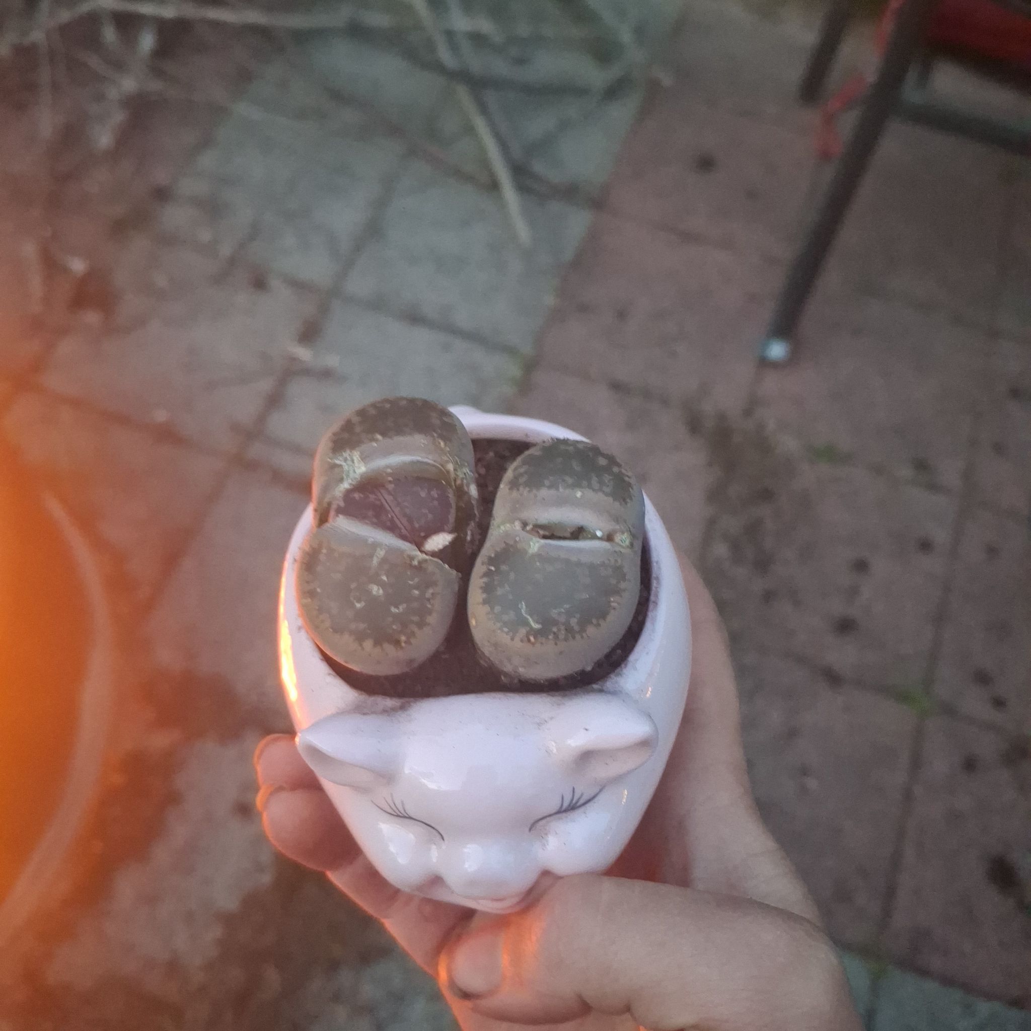 Phsyclops