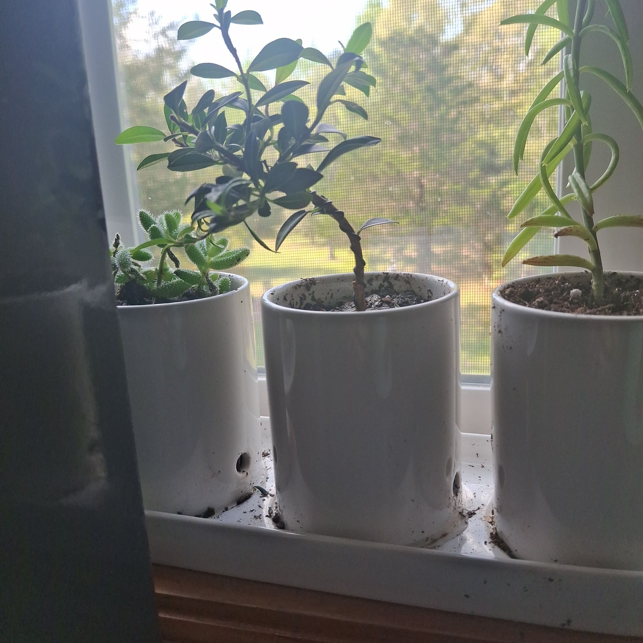 Photo of the plant species Brush Cherry by @IdkWhatIDoin named Gobi on Greg, the plant care app