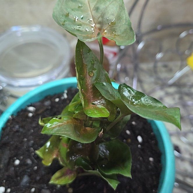 Photo of the plant species Common Buckwheat by @OpulentFicus64 named Zion on Greg, the plant care app
