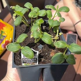 Photo of the plant species Boston Pickling Cucumber by @dawsdtd named Winston on Greg, the plant care app