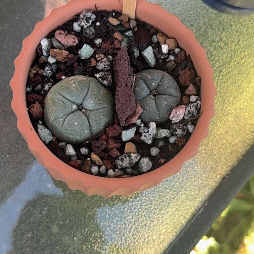 Photo of the plant species Fric's Peyote by @CozyWormseed44 named Tree Diddy on Greg, the plant care app