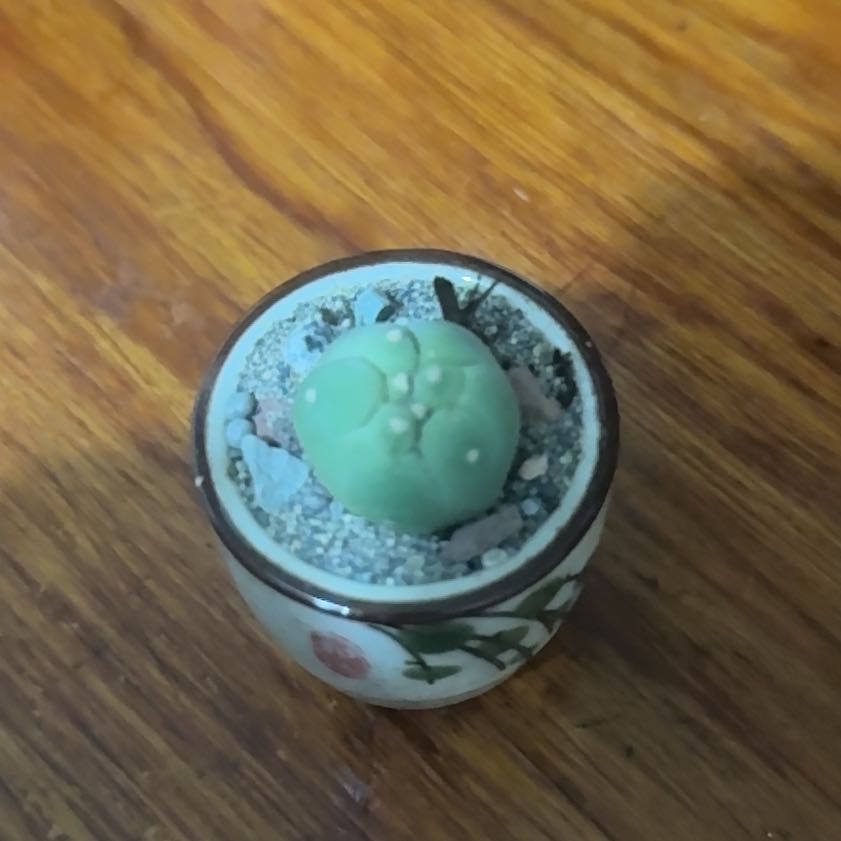 Photo of the plant species Peyote by @CozyWormseed44 named Hamilton on Greg, the plant care app