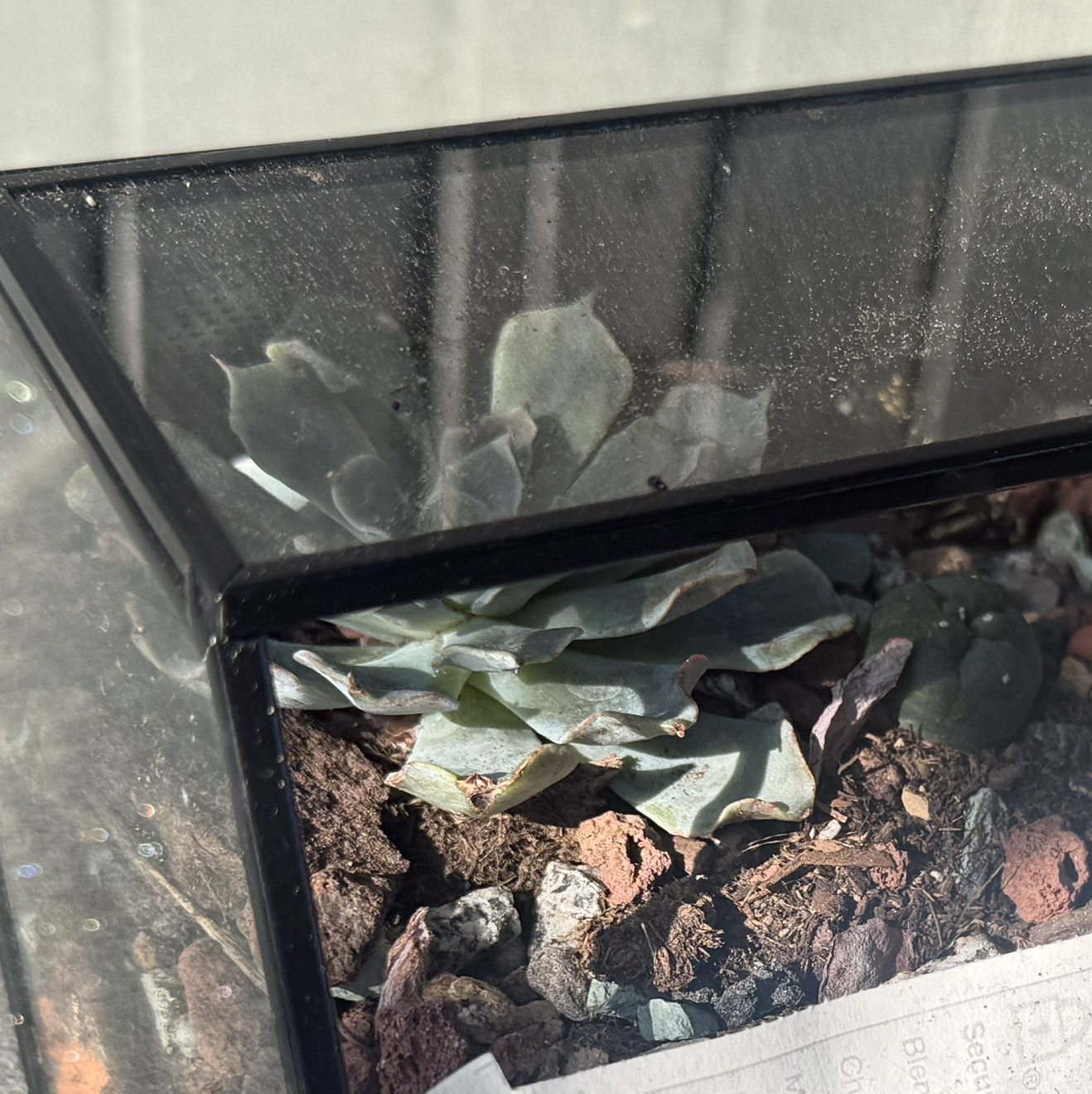 Photo of the plant species Echeveria by @CozyWormseed44 named Allegra E. A. on Greg, the plant care app