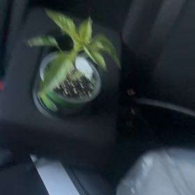 Photo of the plant species Sweet Banana Pepper by @SkilledKoa named Sassy peppa on Greg, the plant care app