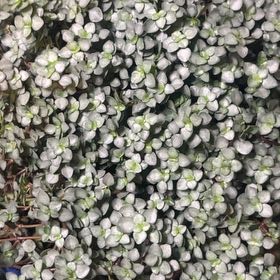 Photo of the plant species Woodland Stonecrop by @HipAvocado61 named Coco on Greg, the plant care app