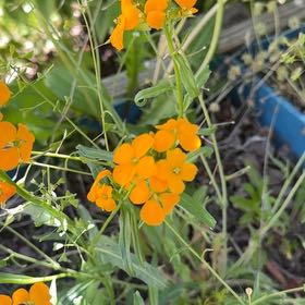 Photo of the plant species Sweetscented Marigold by @BigwigOrchids53 named Goldilocks on Greg, the plant care app