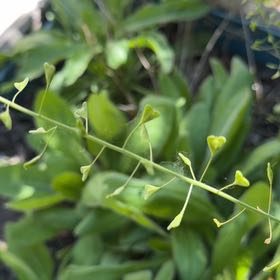 Photo of the plant species Shepherd's Purse by @BigwigOrchids53 named Mommy on Greg, the plant care app